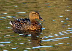 Female Duck