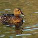 Female Duck