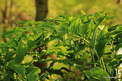 Polygonatum