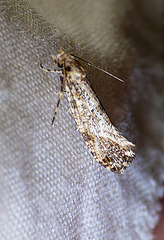 Cork Moth