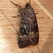 Copper Underwing Moth