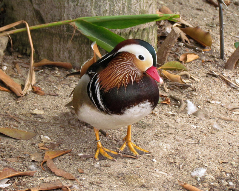 Mandarin Duck