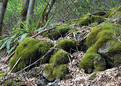 Mossy Rocks