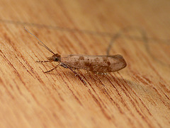 Ypsolopha ustella