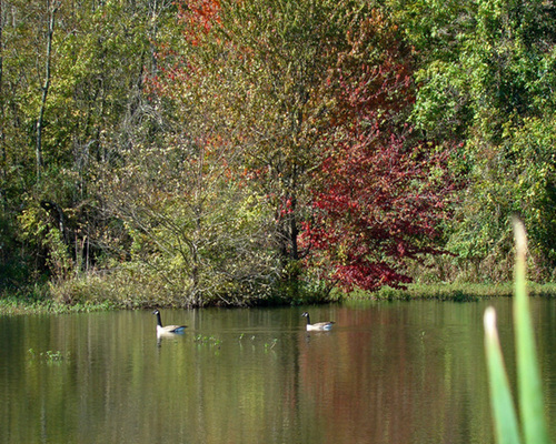 Geese in fall