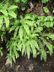 ferns2
