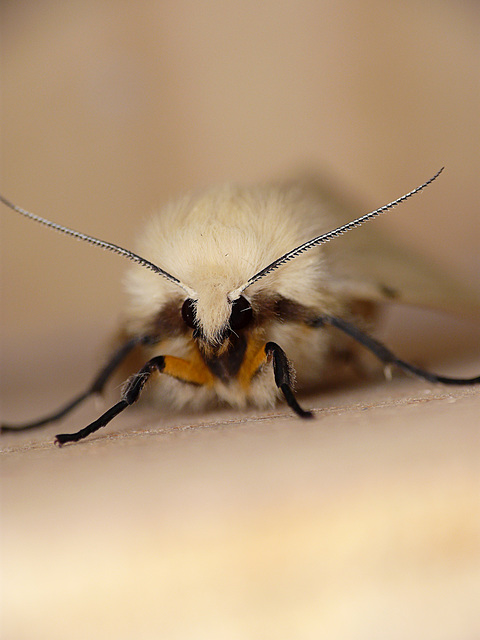 Buff Ermine Moth Face