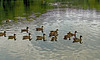 A Dozen Ducks