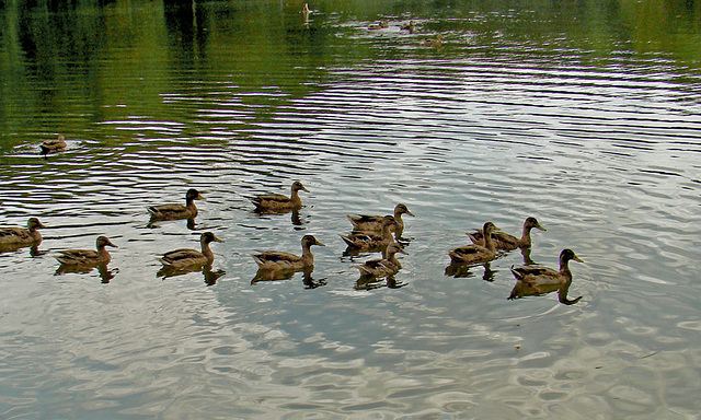 A Dozen Ducks