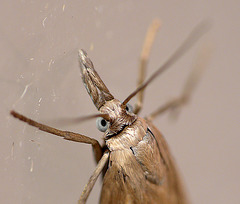 Garden Grass-veneer Moth Face