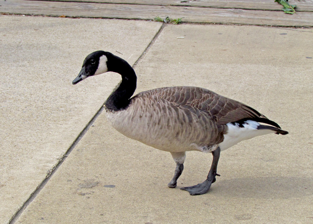 One Footed Goose