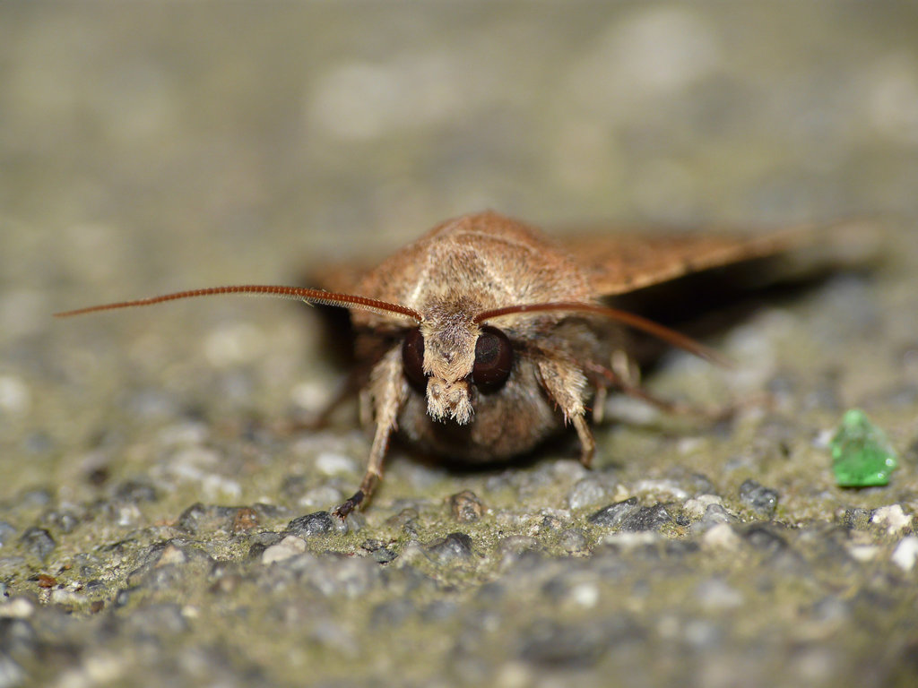 Square-spot Rustic -Face