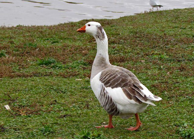 Domestic Greylag Goose