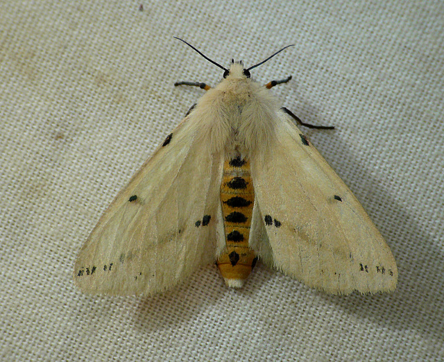 Buff Ermine Moth