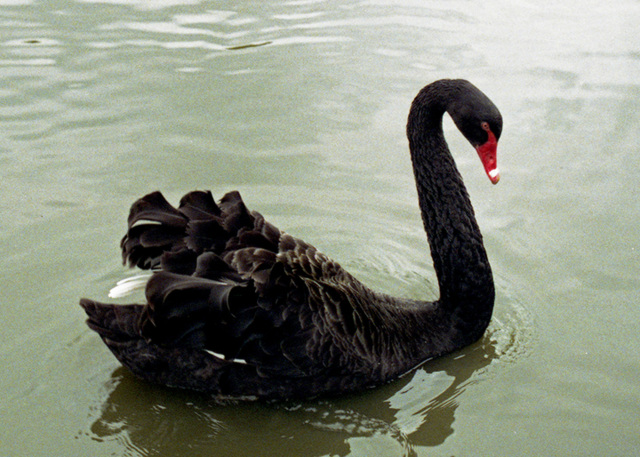 Black Swan