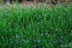 Early Morning Dew