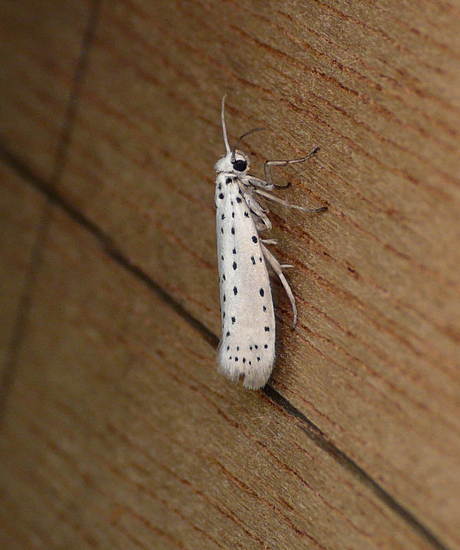 Apple Ermine