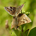 Dingy Skippers Mating