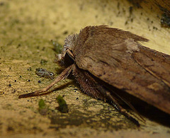 Square-spot Rustic With Friend
