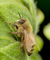 Patio Life: Bee