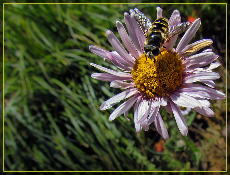 Bee on Aster