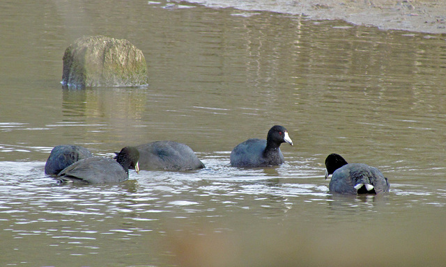 American Coot