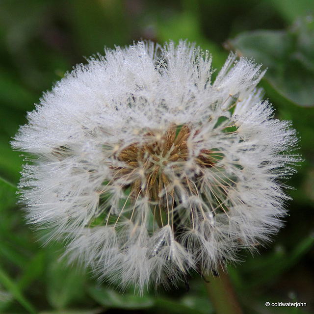 Dewy morning with Dandelion