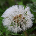 Dewy morning with Dandelion