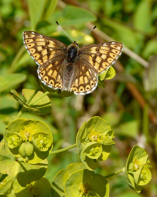 Duke of Burgundy Full Monty