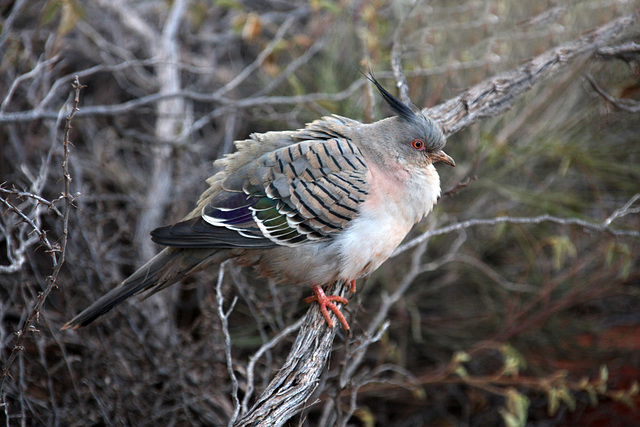 All fluffed up