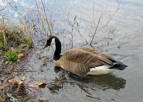 Canada Goose