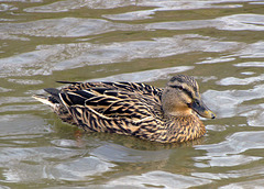 Mallard Duck -  Female