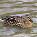 Mallard Duck -  Female