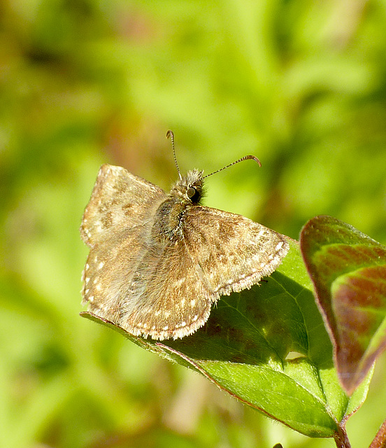 Dingy Skipper