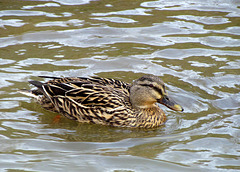 Mallard Duck - Female