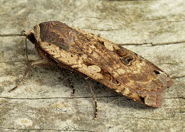 Large Yellow Underwing