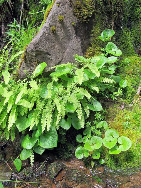 ferns