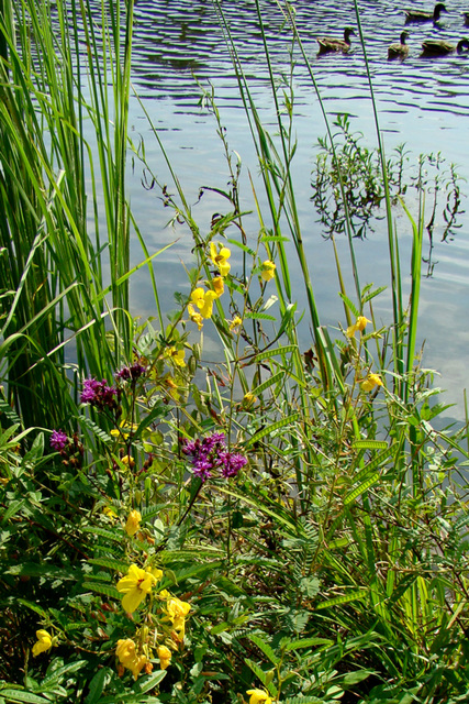 Wildflowers and ducks