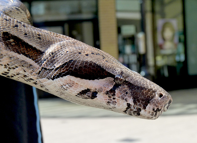 Common Boa Enjoying Hastings