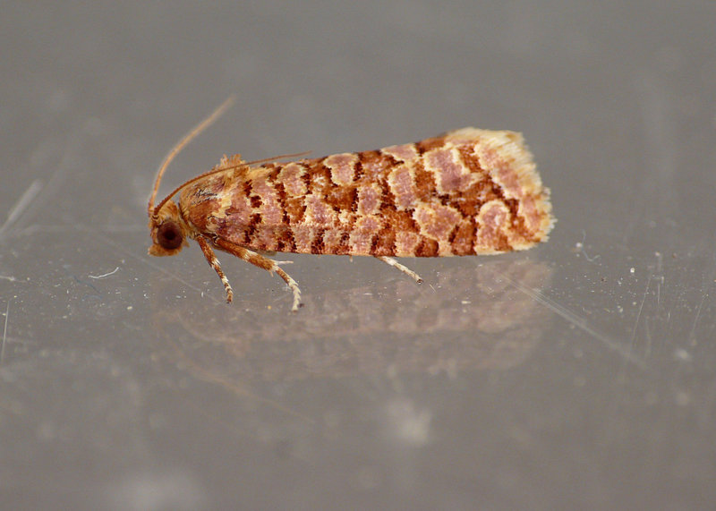 Lozotaeniodes formosanus