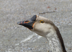 Domestic Swan Goose Portrait