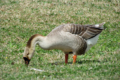 Domestic Swan Goose