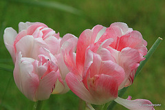 Tulips still blooming - May 25th