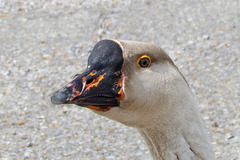 Domestic Swan Goose Portrait