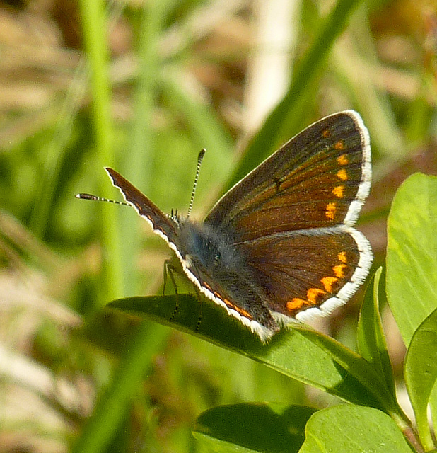 Brown Argus Butterfly Male