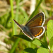 Brown Argus Butterfly Male