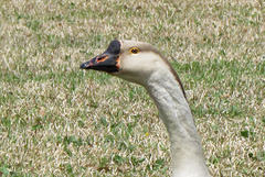 Domestic Swan Goose