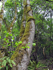 Moss-Covered Tree