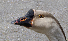 Domestic Swan Goose Portrait