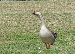 Domestic Swan Goose